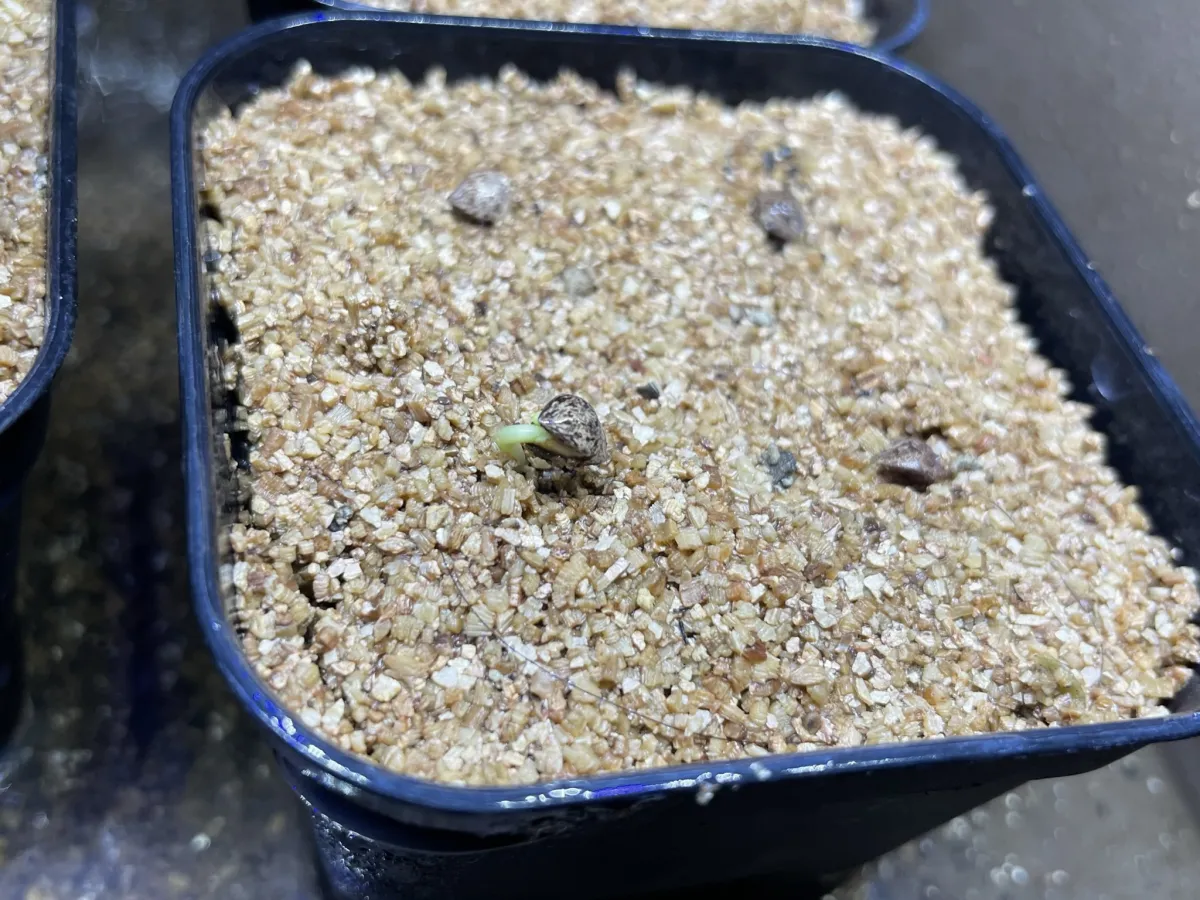 Commiphora mildbraedii Black Bark (コミフォラ ミルドブラエディ レッドブラウンバーク)