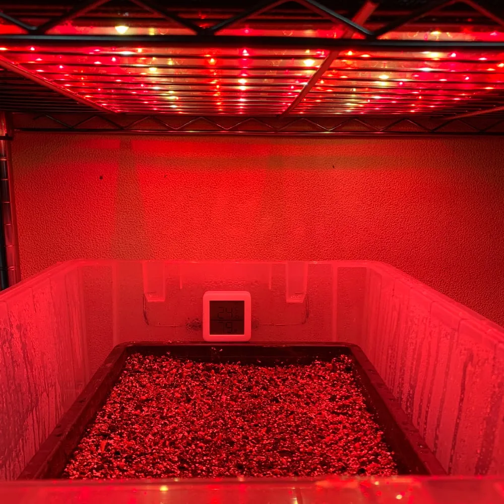 Pachypodium lamerei (パキポディウム ラメレイ 夢叶棒)