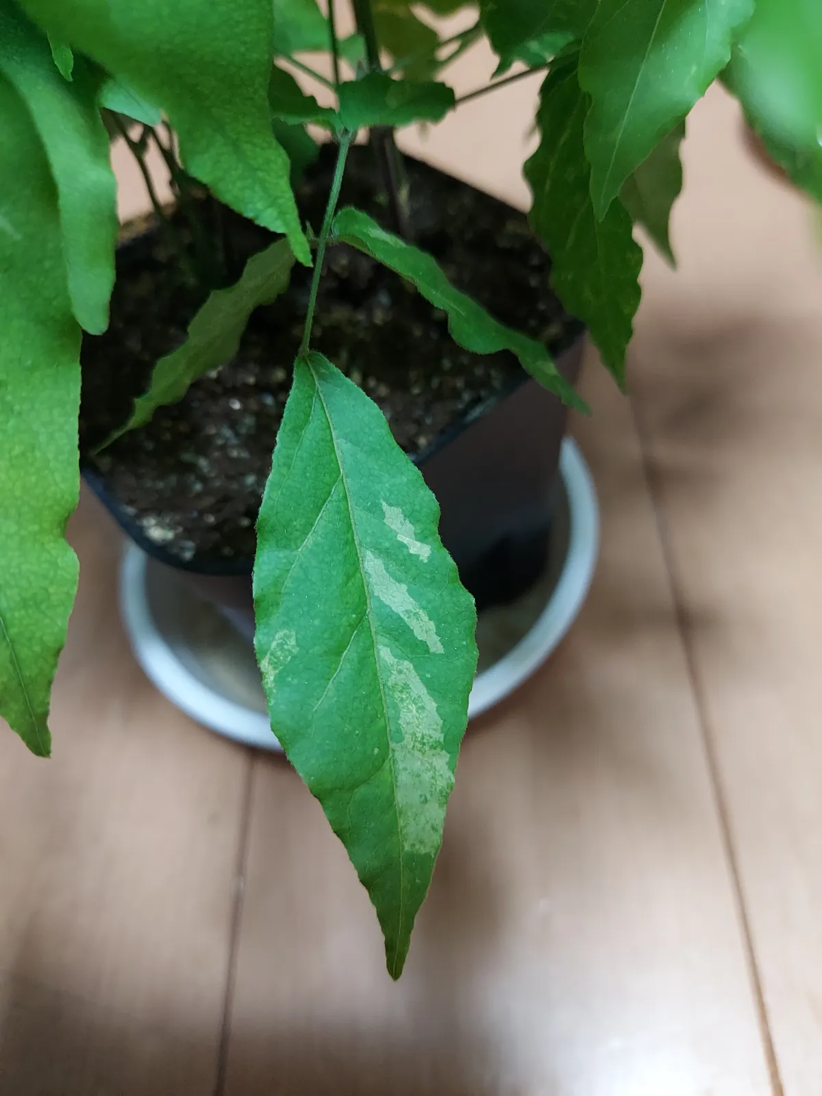 Wisteria sinensis (ウィステリア シネンシス)