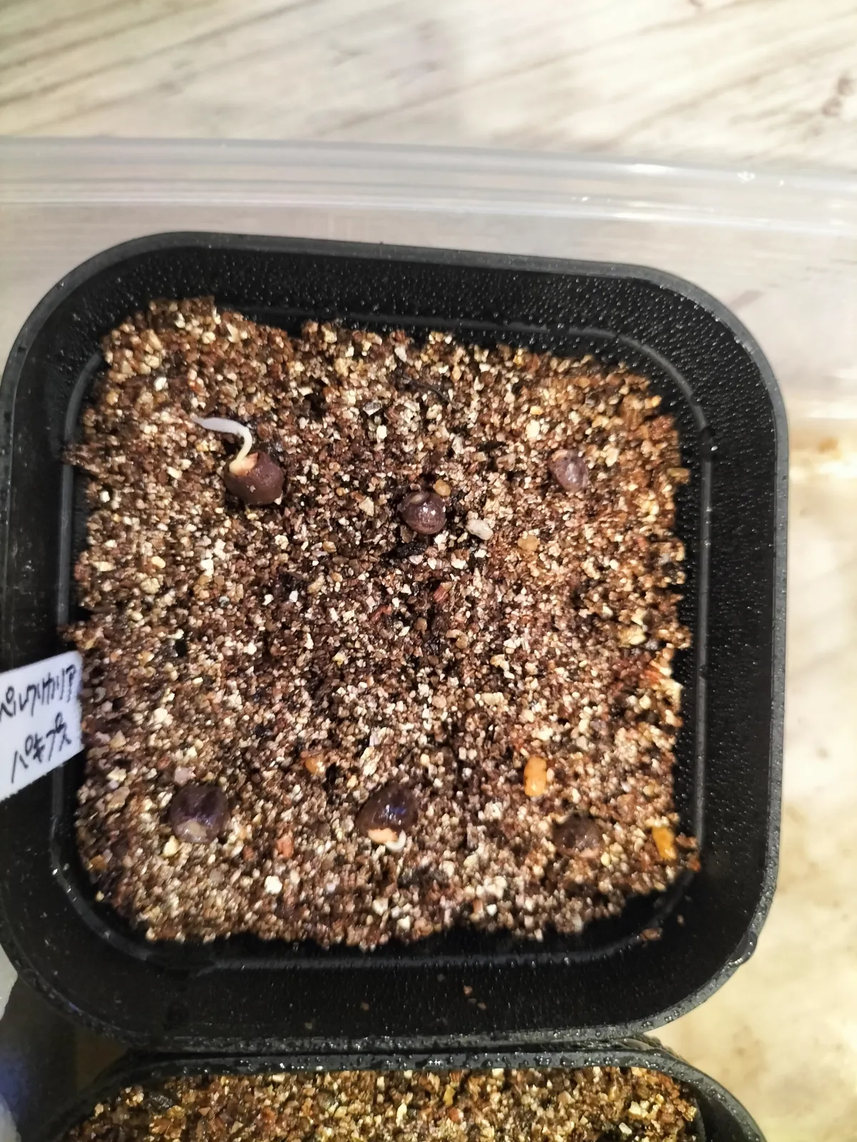 Operculicarya pachypus (オペルクリカリア パキプス)