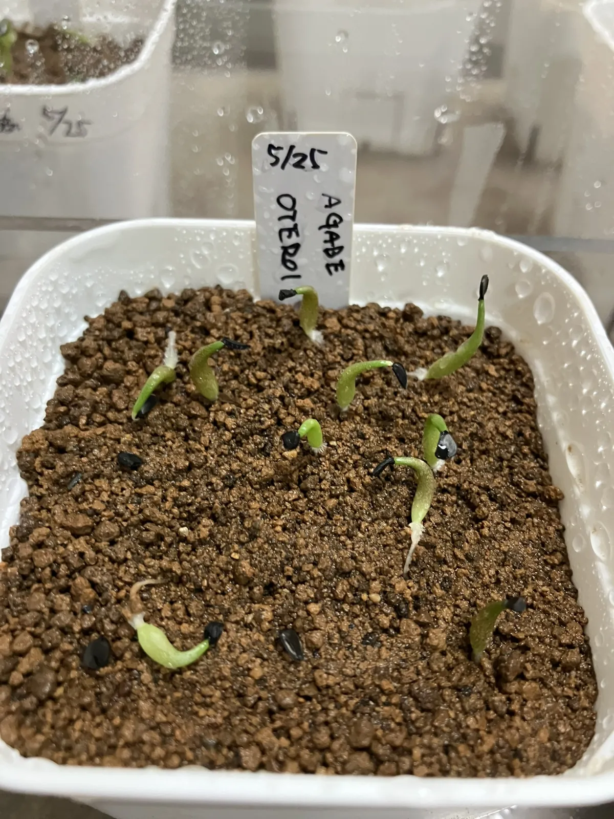 Agave oteroi (アガベ オテロイ)