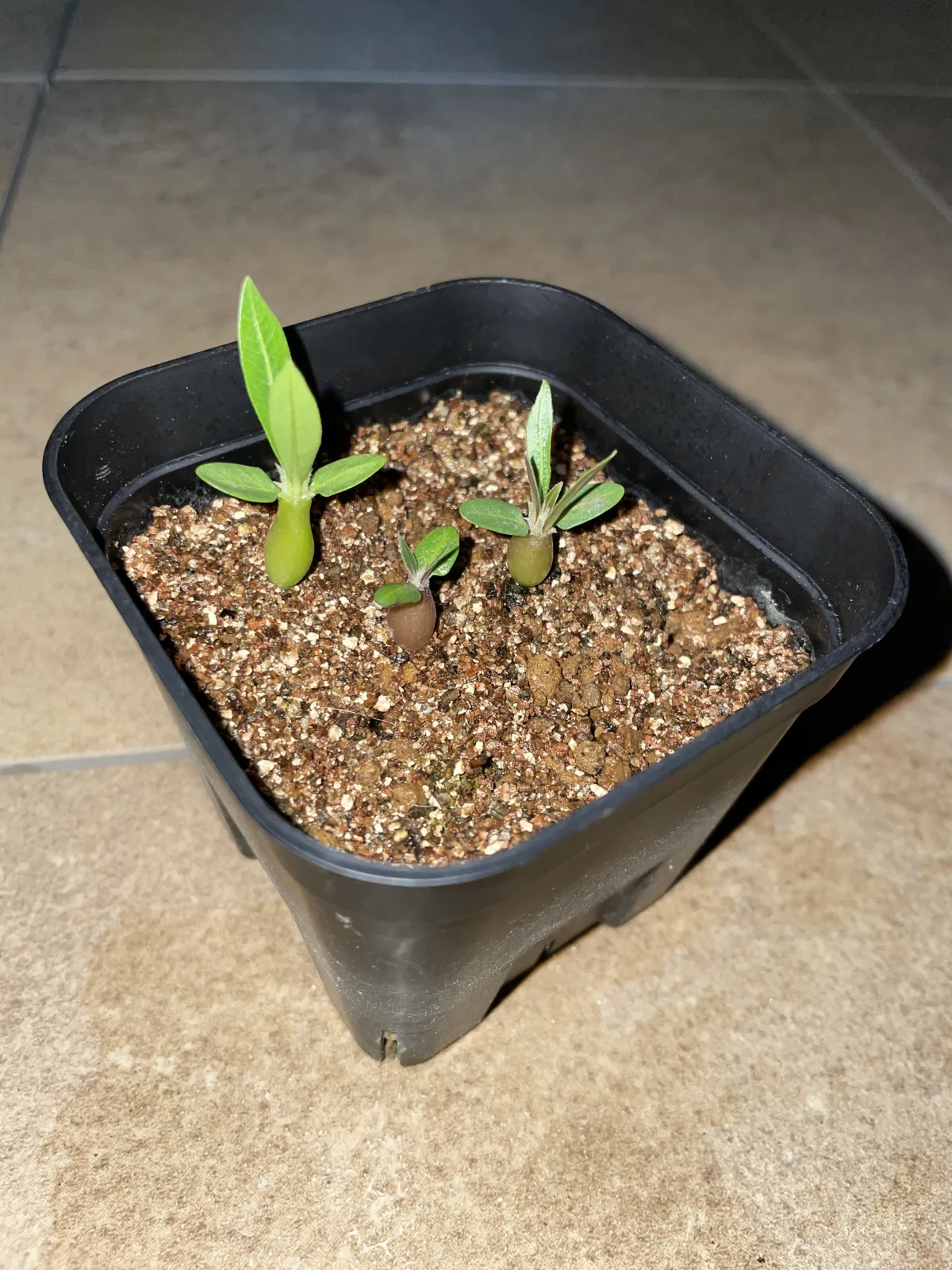 Pachypodium rosulatum subsp. makayense (パキポディウム マカイエンセ)