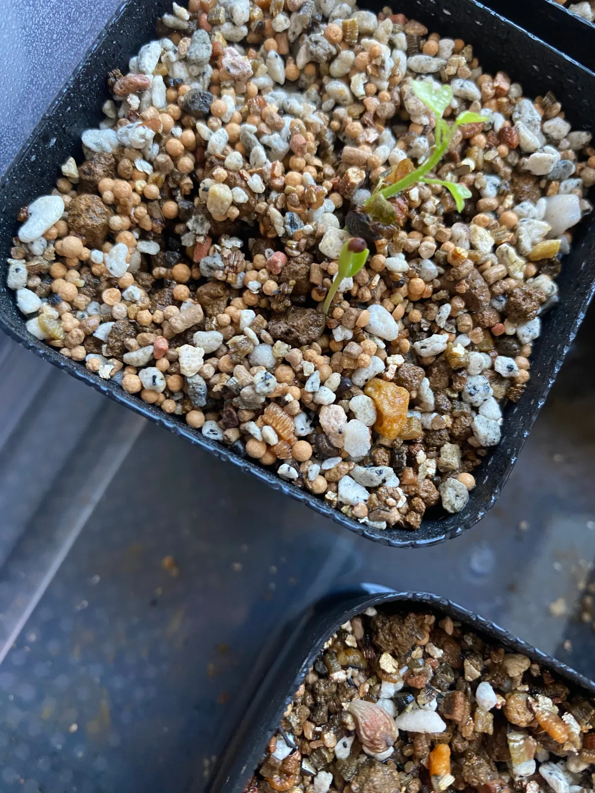 Decarya madagascariensis (デカリア マダガスカリエンシス)