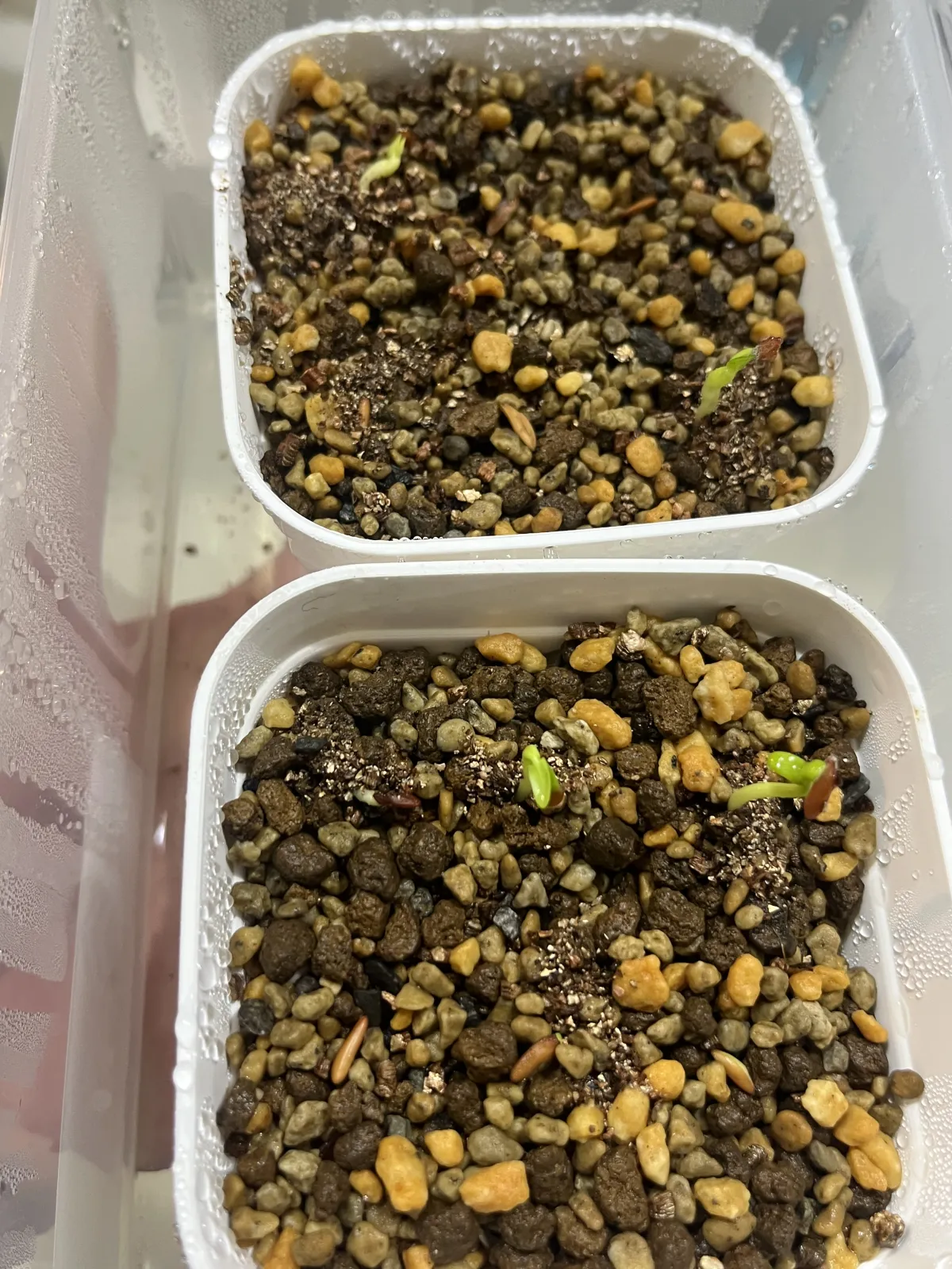 Pachypodium rosulatum var. gracilius (パキポディウム グラキリス)