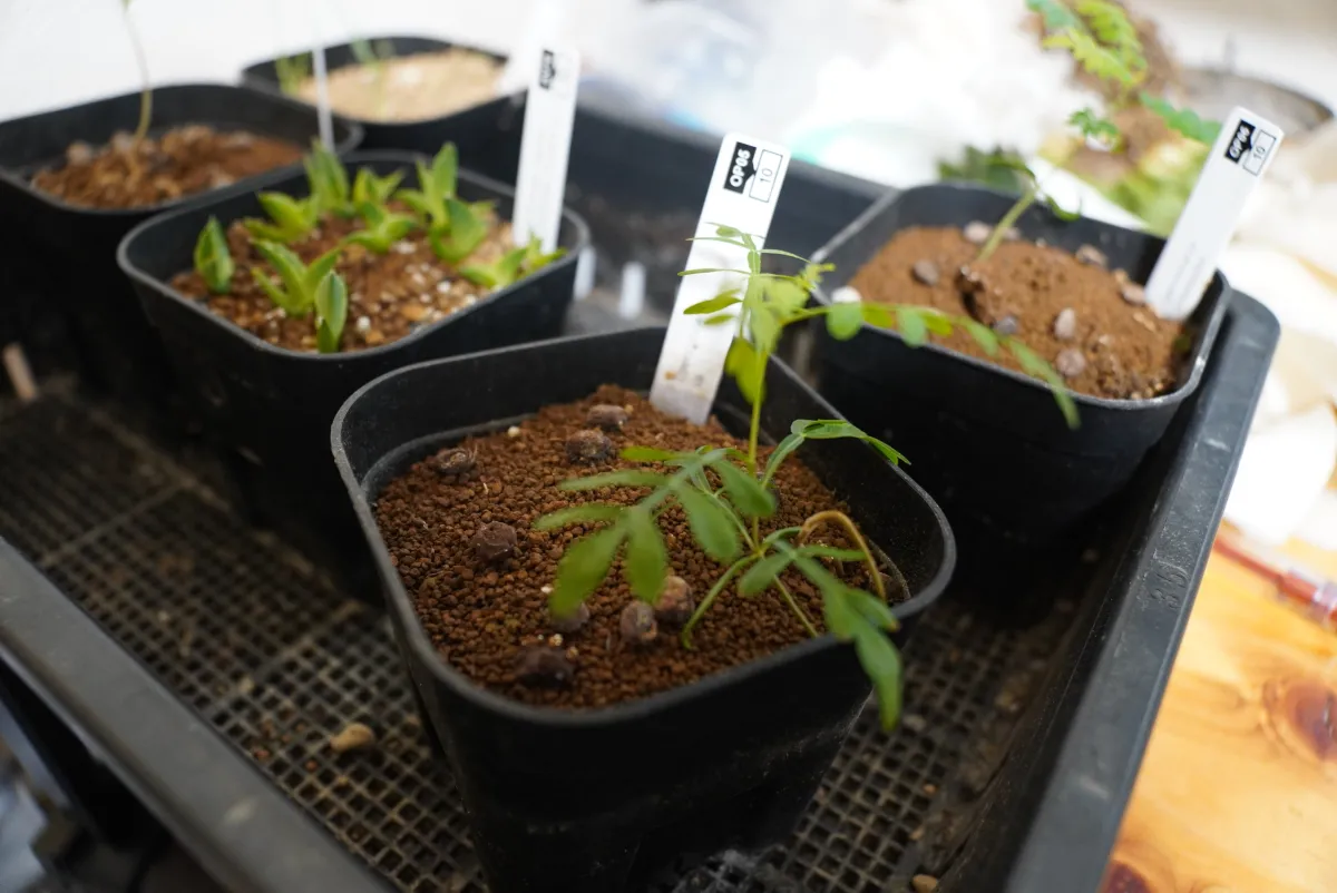 Operculicarya sp (オペルクリカリア)