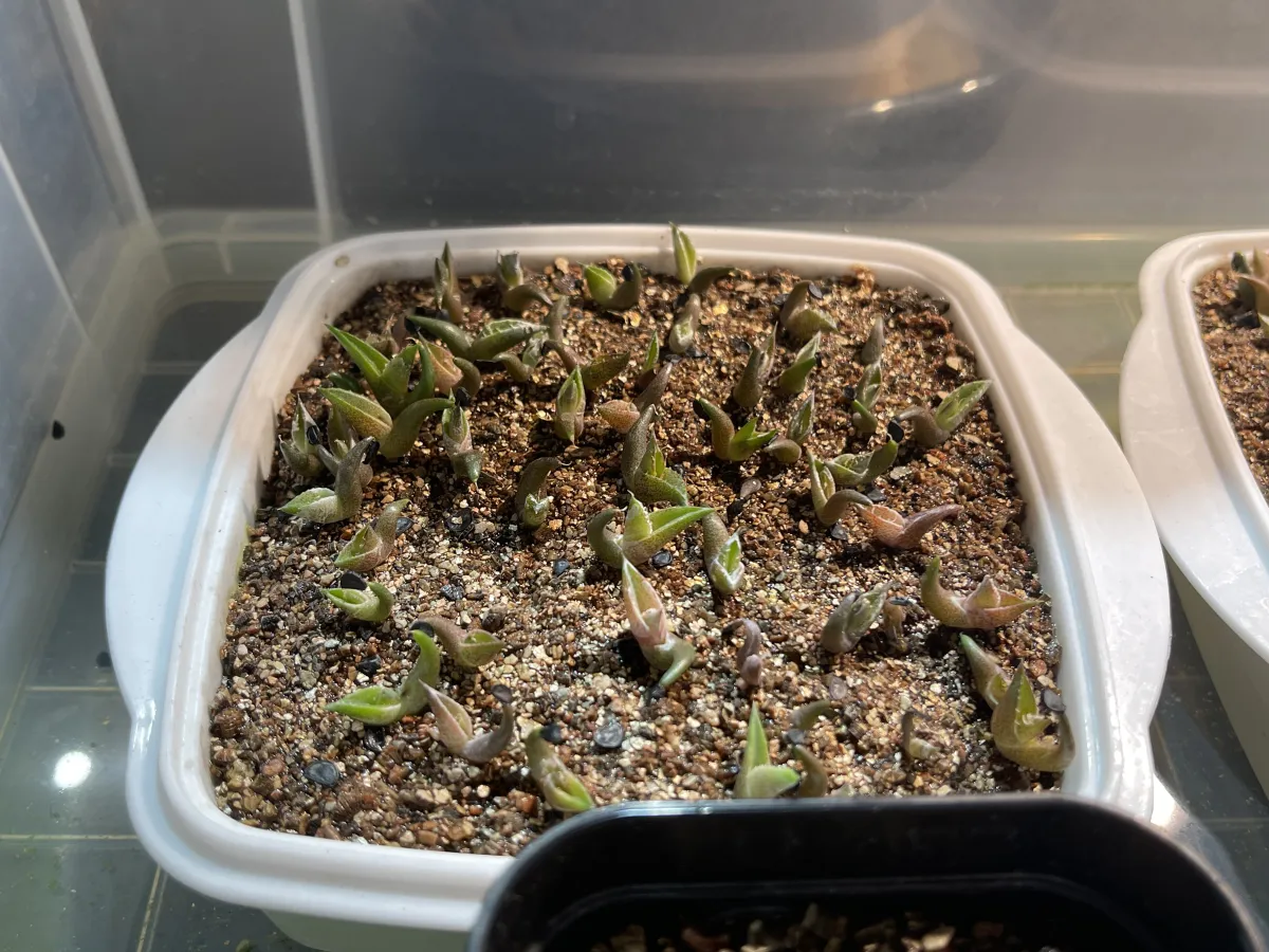 Agave oteroi (アガベ オテロイ)