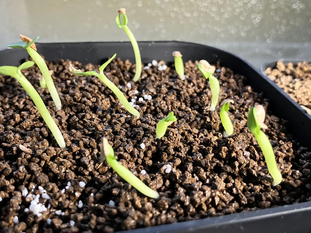 Pachypodium enigmaticum (パキポディウム エニグマチカム)