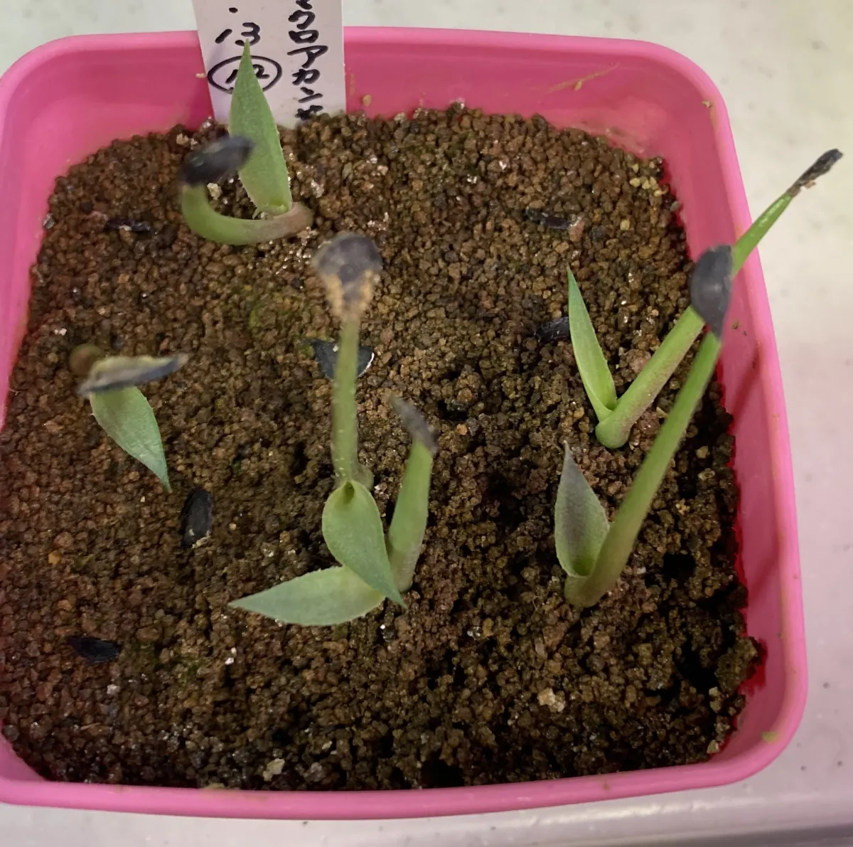 Agave macroacantha (アガベ マクロアカンサ 八荒殿)