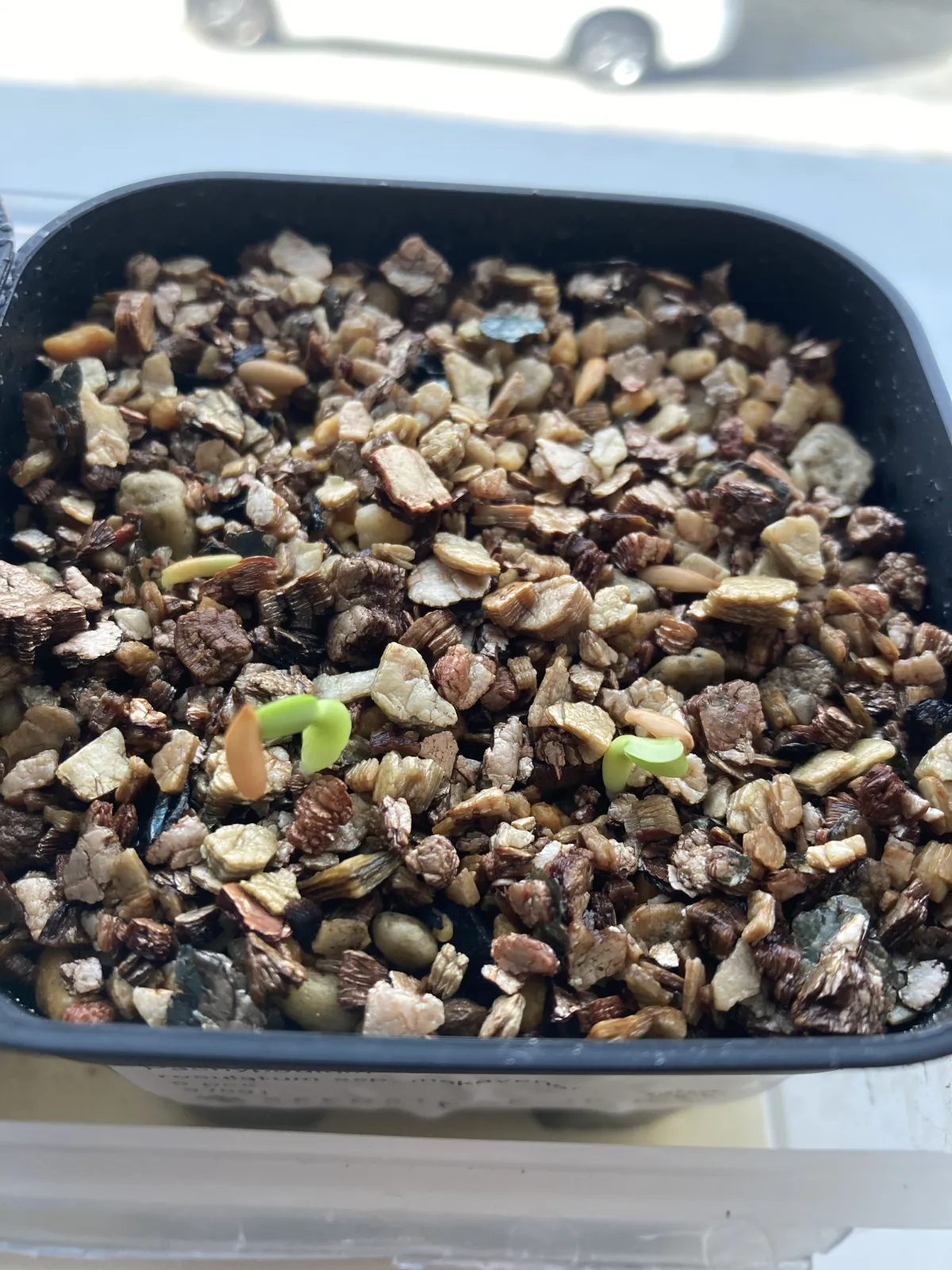 Pachypodium rosulatum subsp. makayense (パキポディウム マカイエンセ)