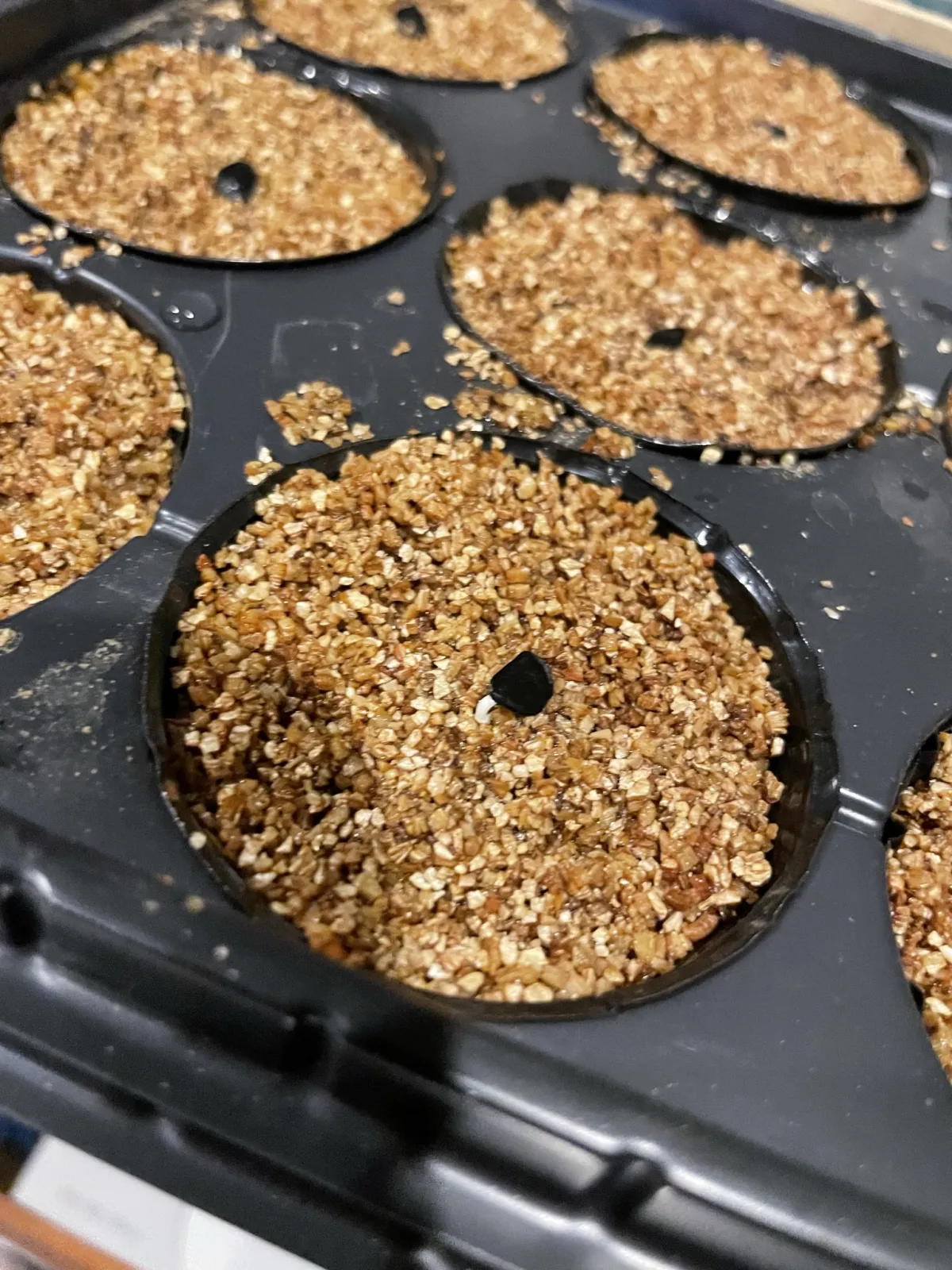 Agave temacapulinensis (アガベ テマカプリネンシス)