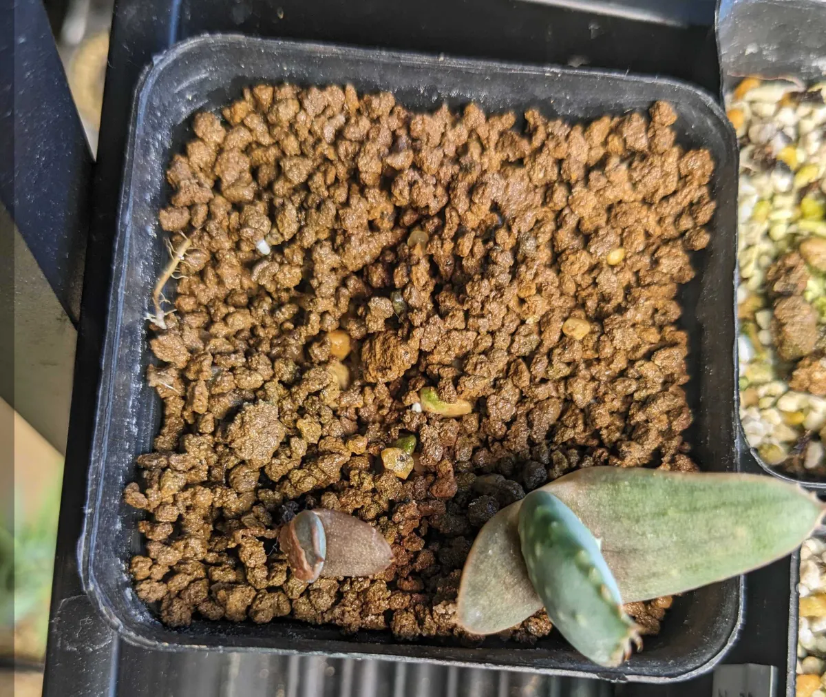 Aloe aculeata (アロエ アクレアータ)