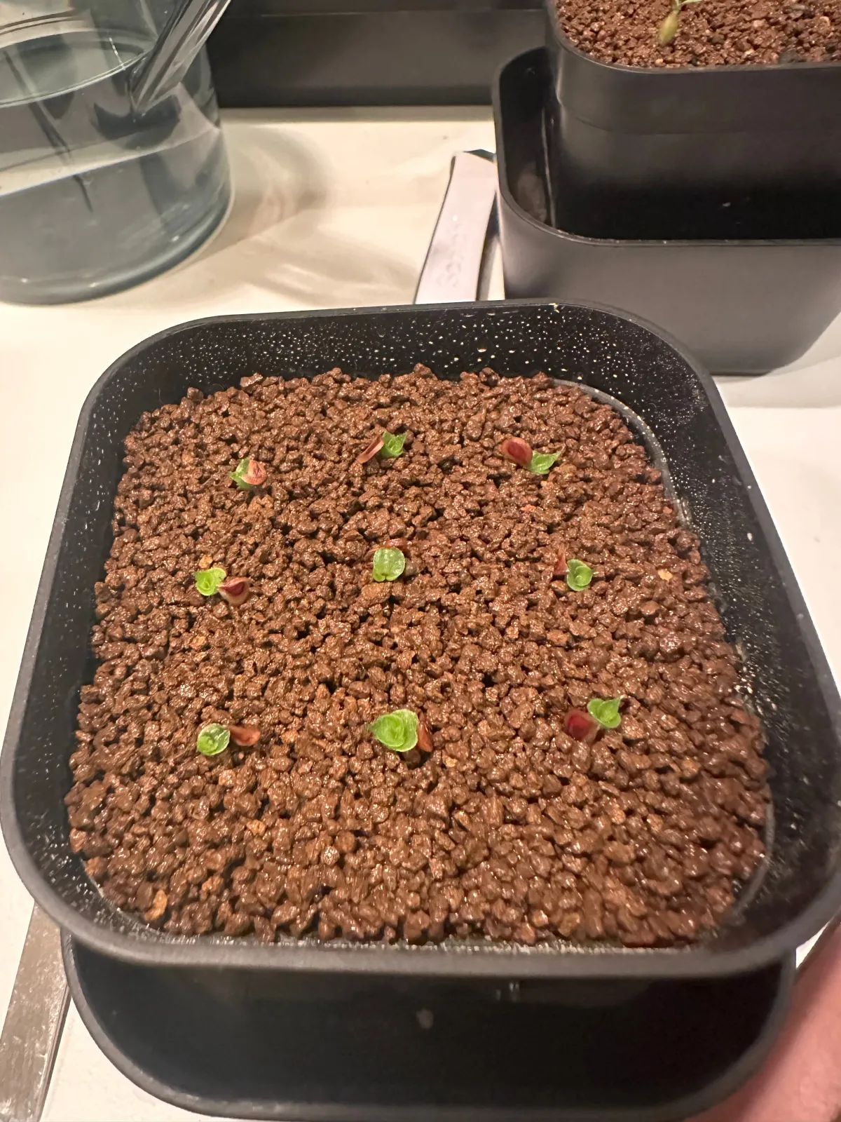 Dyckia marnier-lapostollei (ディッキア マルニエルラポストレイ)