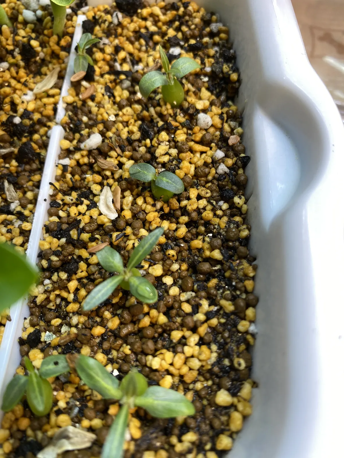 Pachypodium rosulatum subsp. makayense (パキポディウム マカイエンセ)