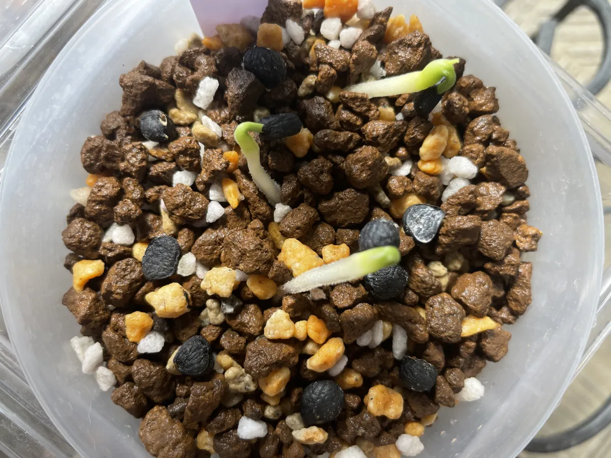 Yucca periculosa (ユッカ ペリクローサ)