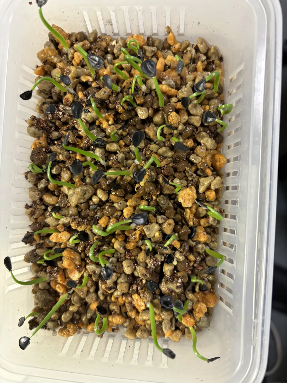 Agave parryi var. truncata (アガベ パリー トランカータ)