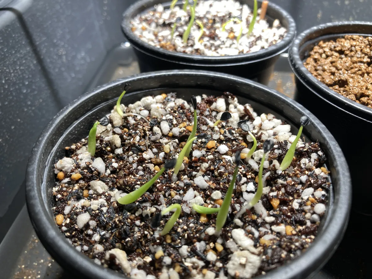 Agave utahensis var. eborispina 'Hayford' (アガベ エボリスピナ ヘイフォード)