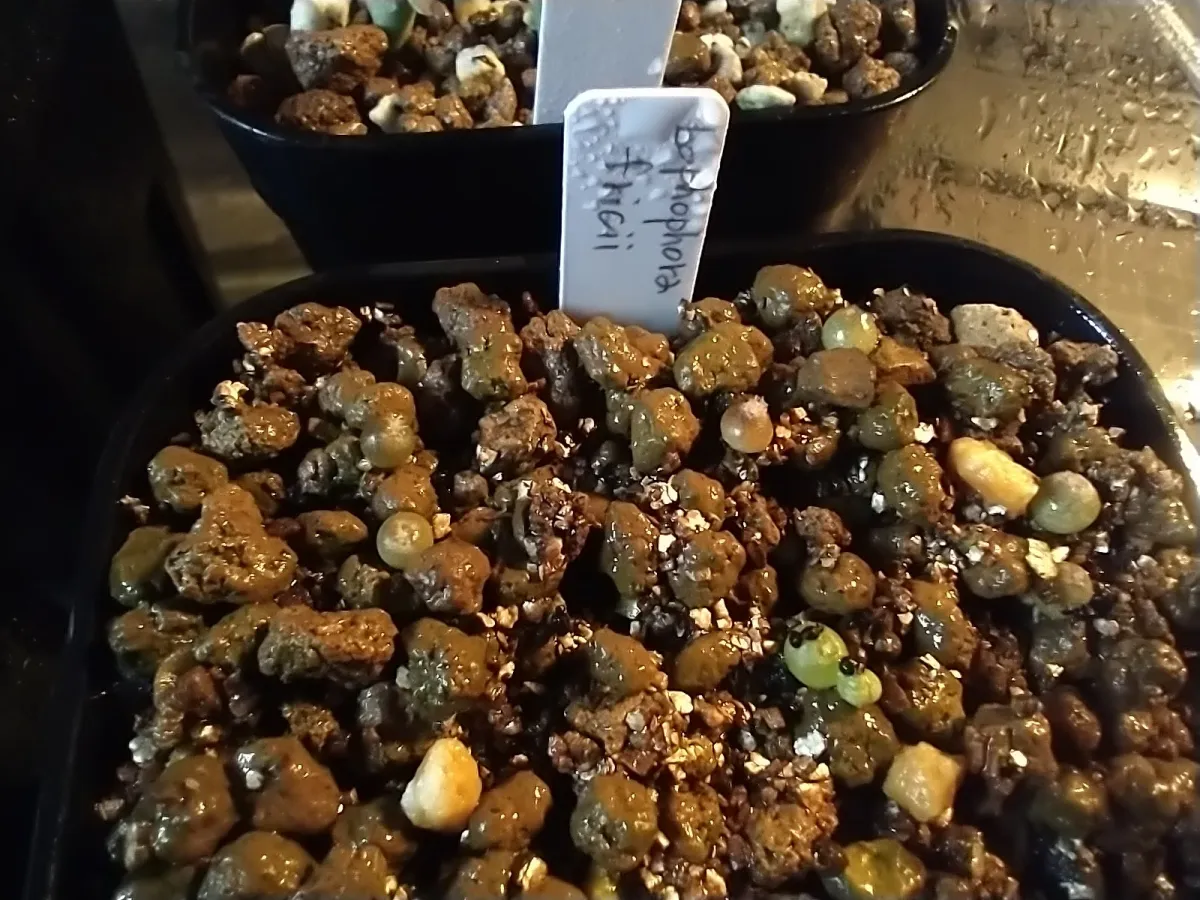 Lophophora fricii (ロフォフォラ 疣銀冠玉)