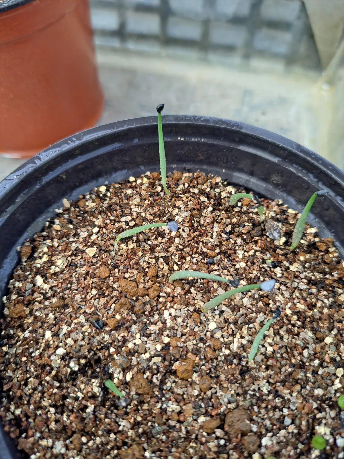 Agave vilmoriniana (アガベ ビルモリニアナ)