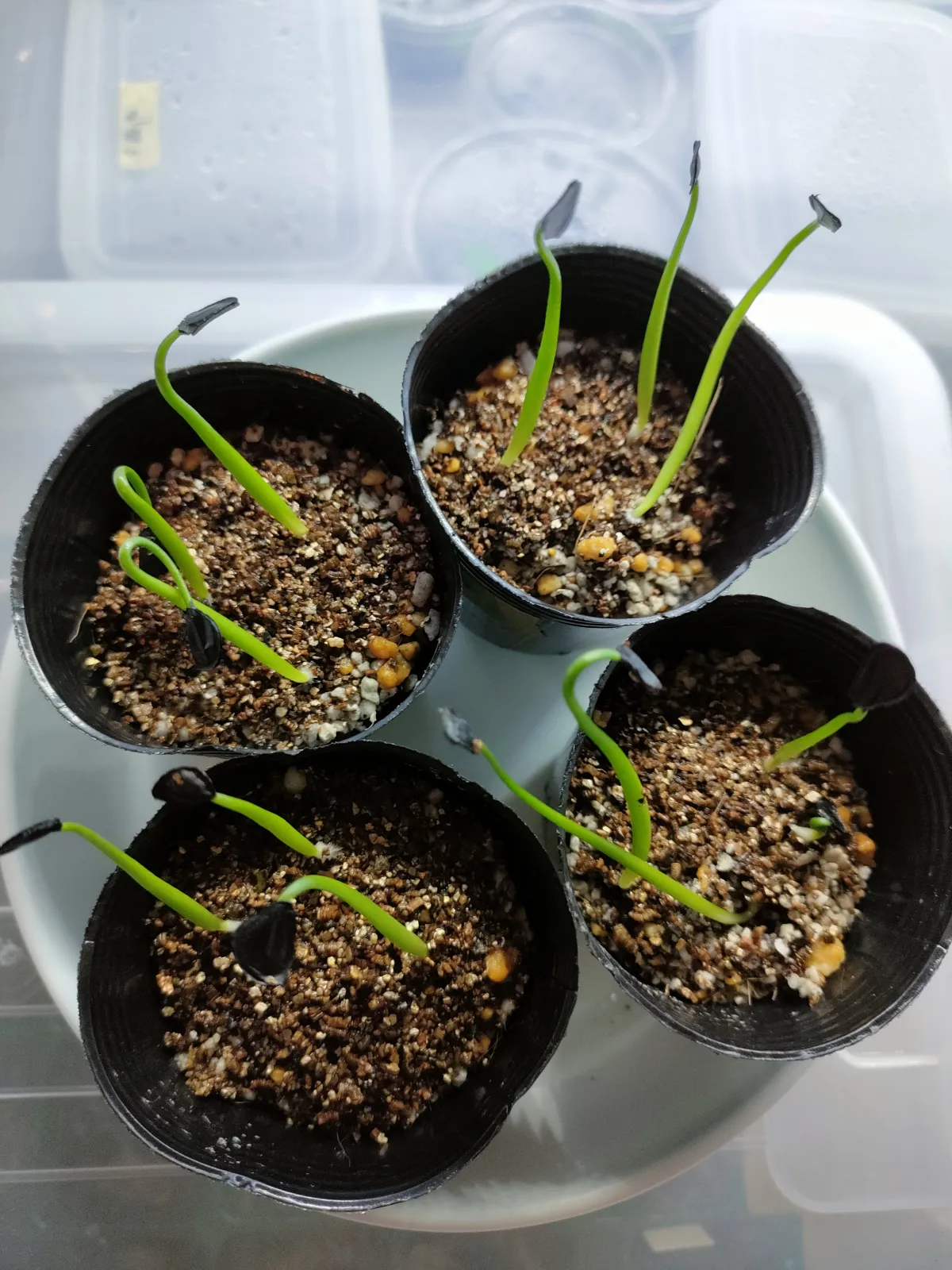 Agave americana ssp. protoamericana (アガベ プロトアメリカーナ)