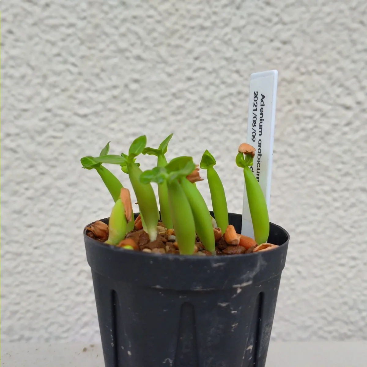 Adenium arabicum (アデニウム アラビカム イエメン)