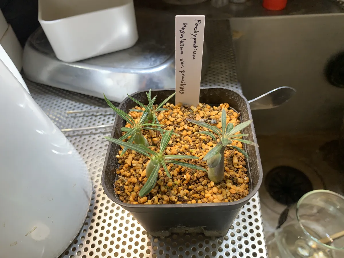 Pachypodium rosulatum var. gracilius (パキポディウム グラキリス)