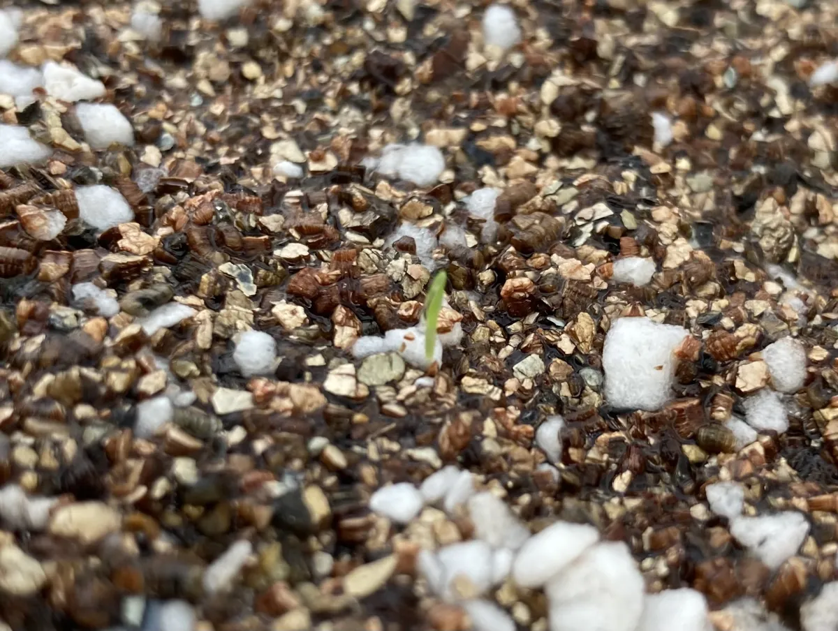 Aztekium ritteri (アズテキウム 花籠)