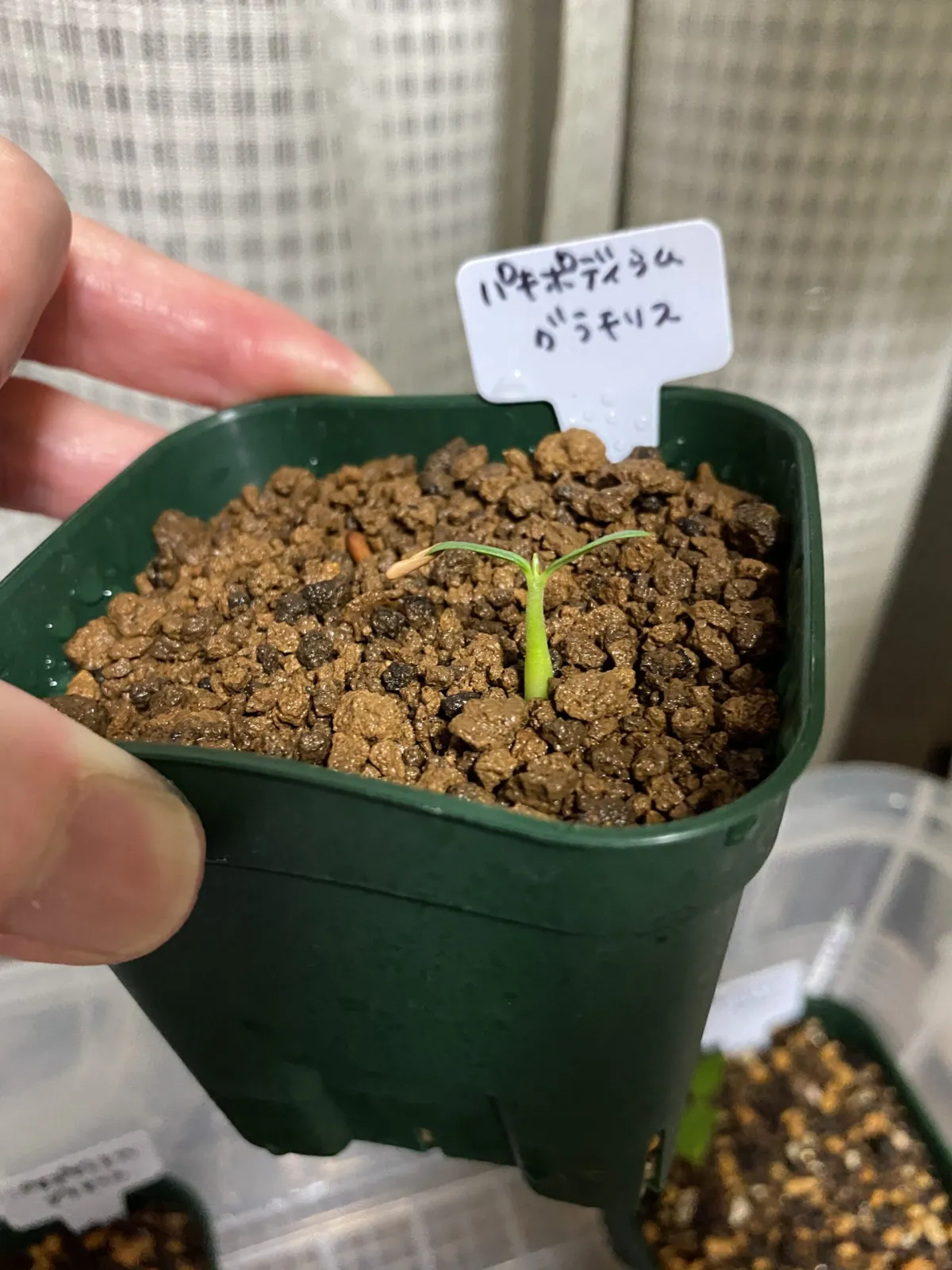 Pachypodium rosulatum var. gracilius (パキポディウム グラキリス)