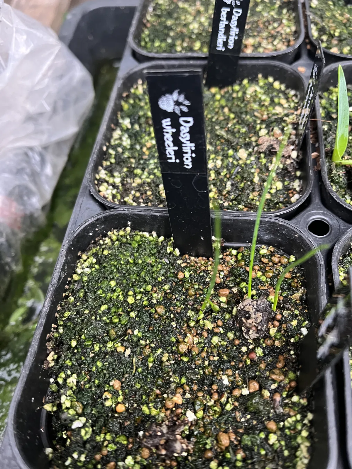 Dasylirion wheeleri (ダシリリオン ウィーレリ)