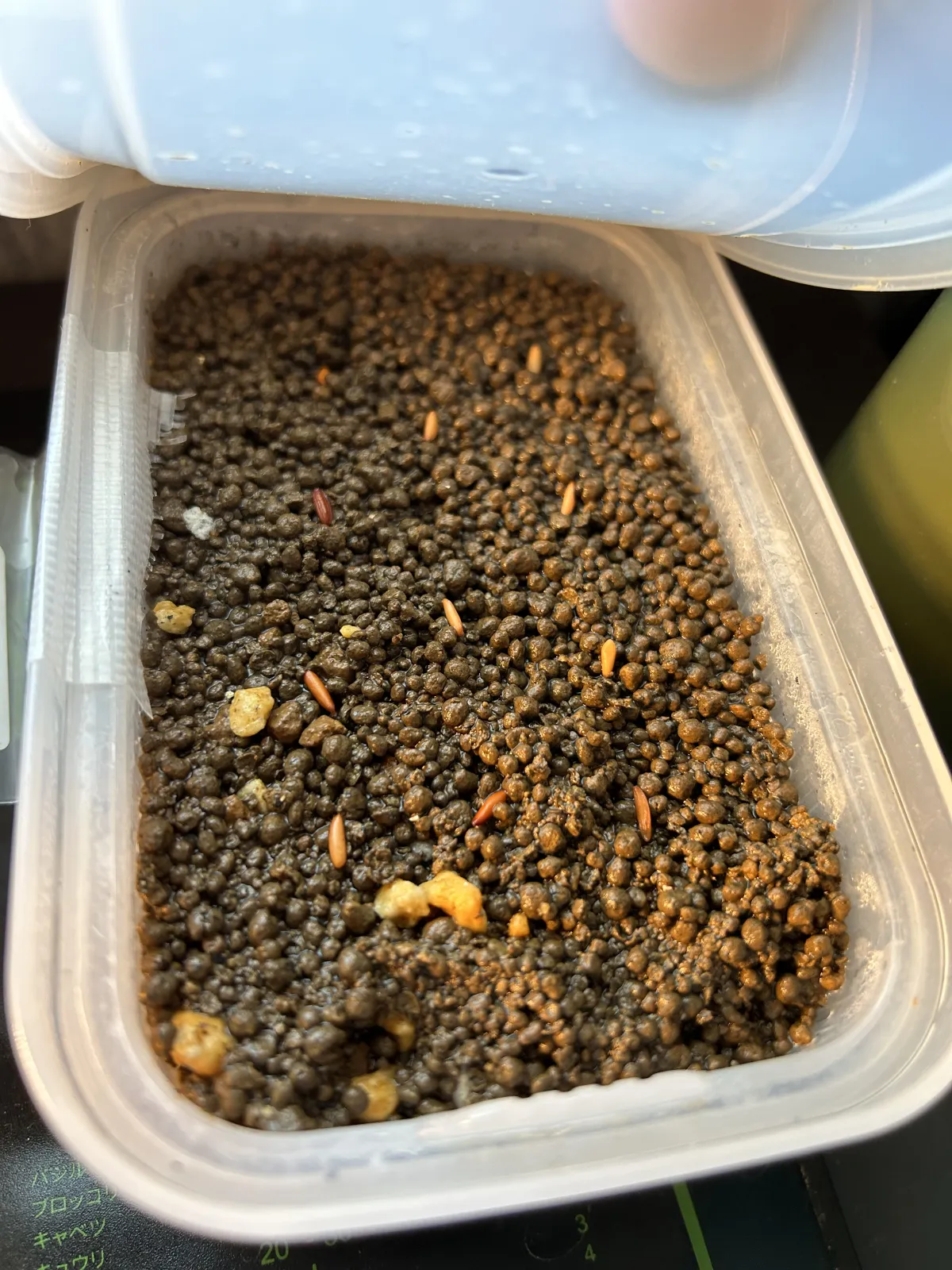 Pachypodium rosulatum var. gracilius (パキポディウム グラキリス)