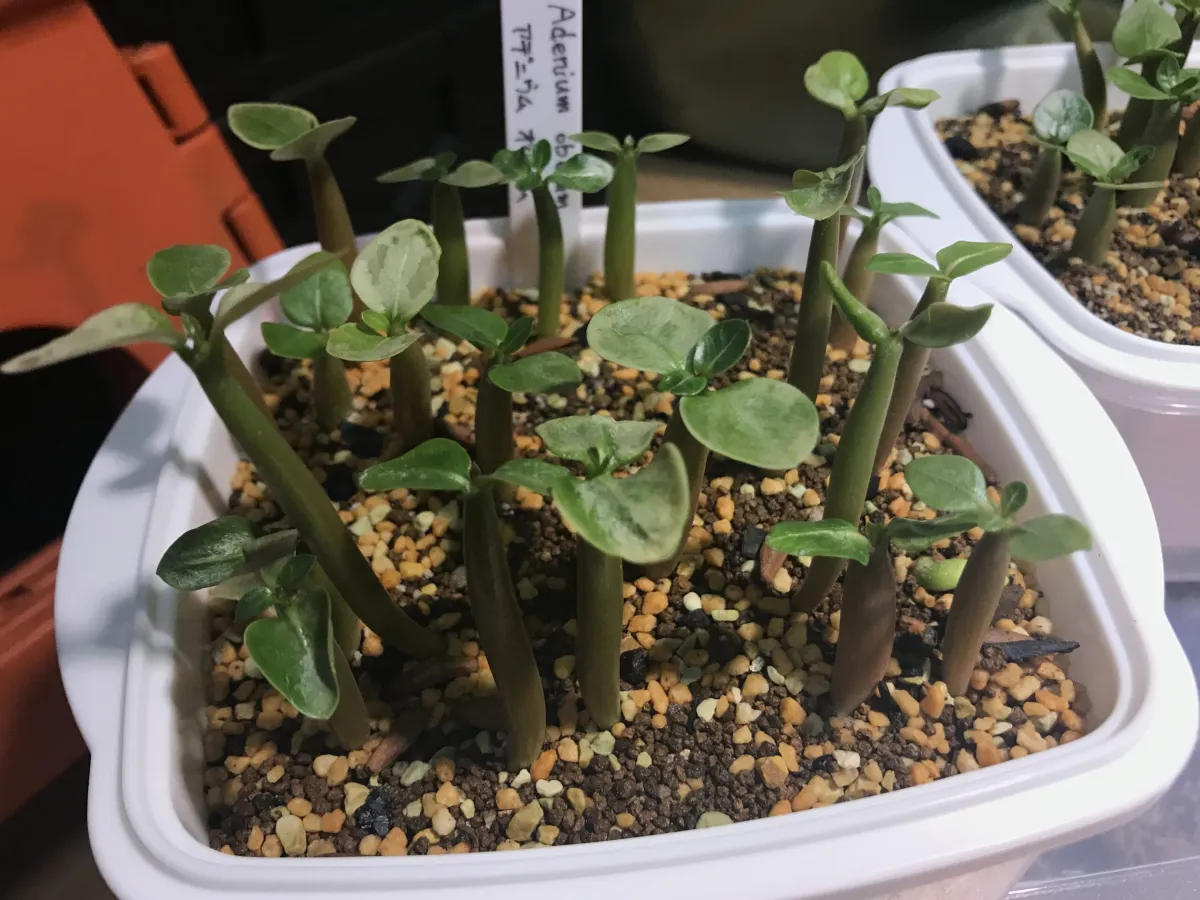 Adenium arabicum Black Stem (アデニウム アラビカム ブラックステム)