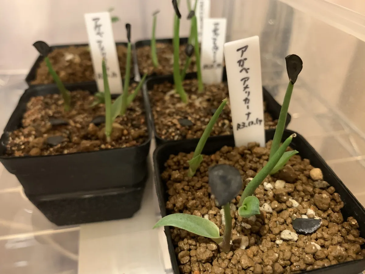 Agave americana ssp. americana (アガベ アメリカーナ)