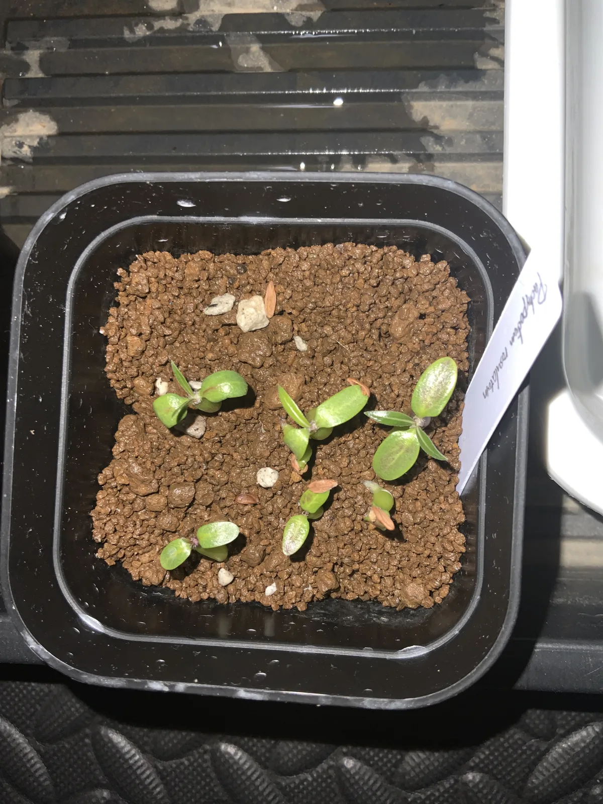 Pachypodium rosulatum (パキポディウム ロスラーツム)