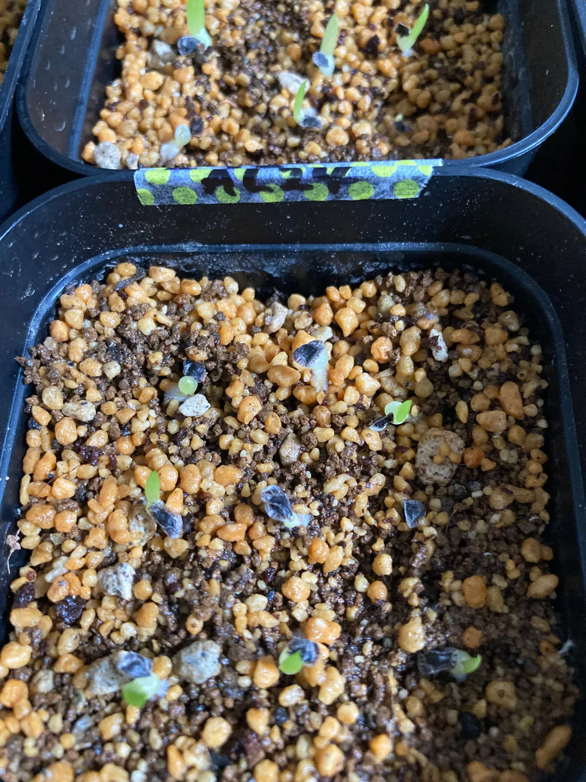 Aloe humilis (アロエ フミリス)