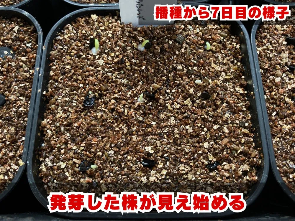 Agave kerchovei 'Huajuapan Red' (アガベ ワフアパンレッド)