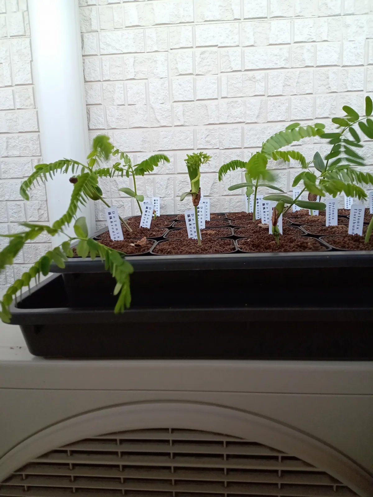 Delonix regia var. flavida (デロニクス レジア 鳳凰木)