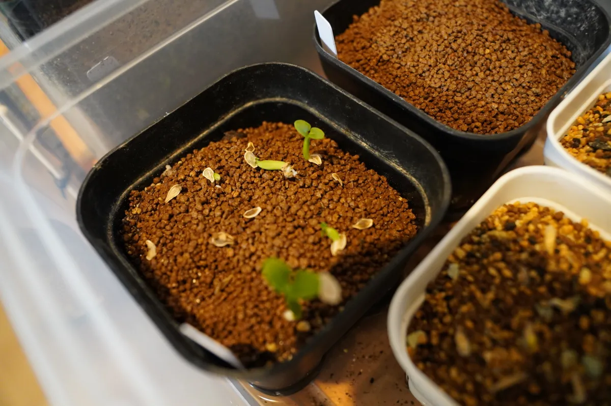 Fockea edulis (フォッケア 火星人)