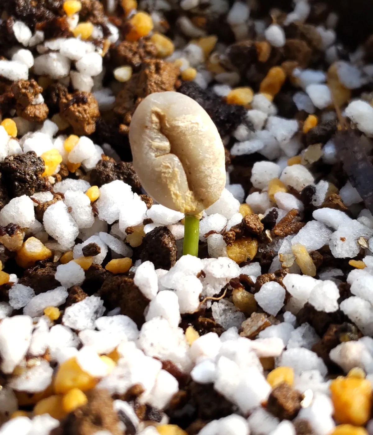 Coffea arabica IHCAFE 90 (コーヒー アラビカ イカフェ9090')