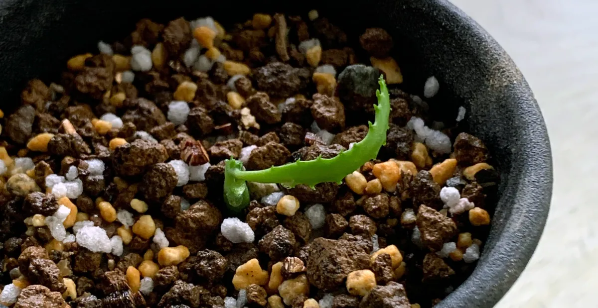 Euphorbia stellata (ユーフォルビア ステラータ 飛竜)