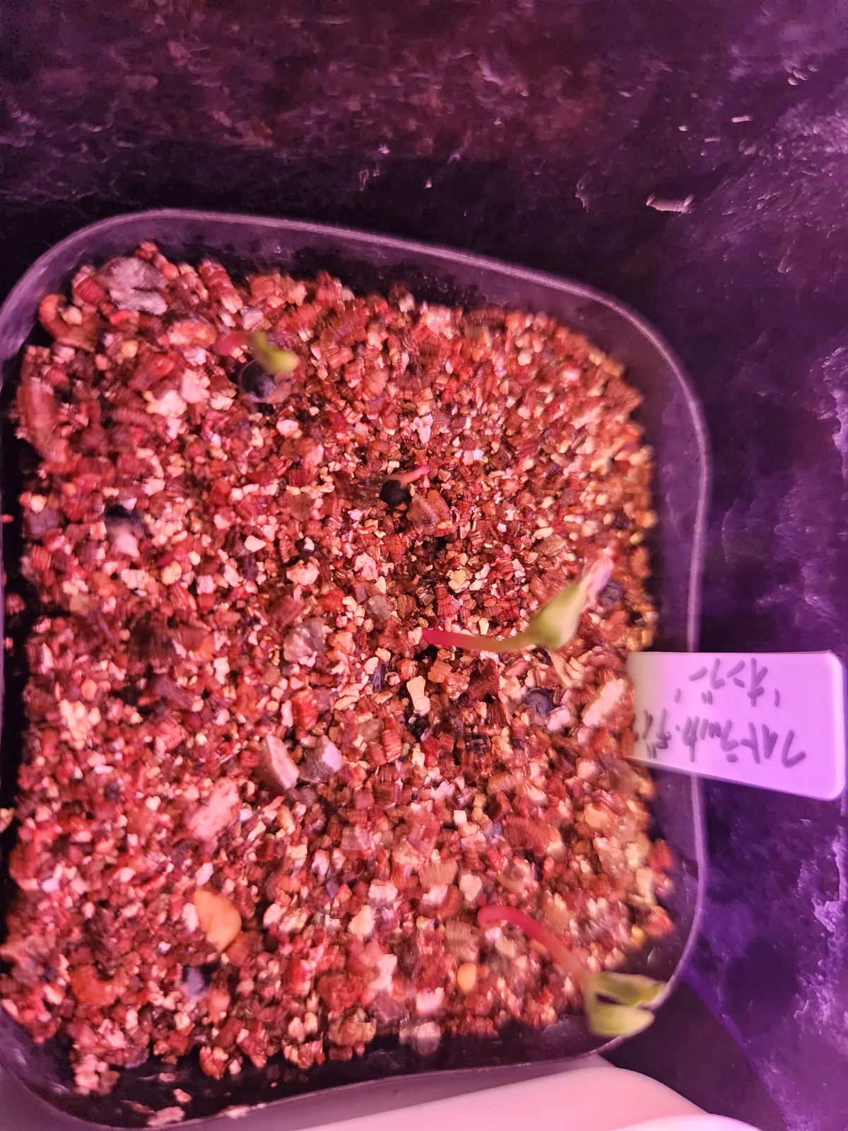 Phytolacca dioica (フィトラッカ ディオイカ)