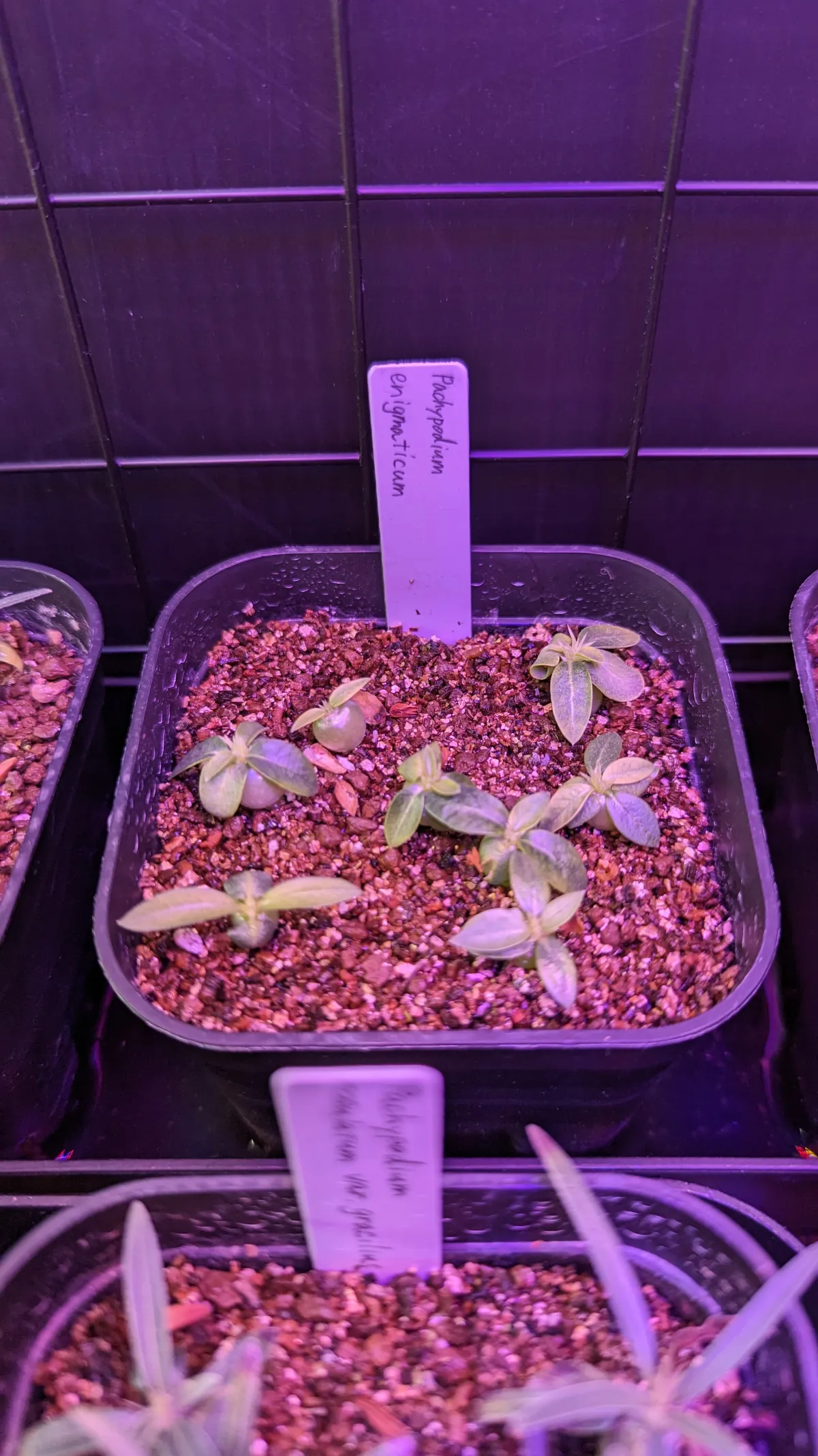 Pachypodium enigmaticum (パキポディウム エニグマチカム)