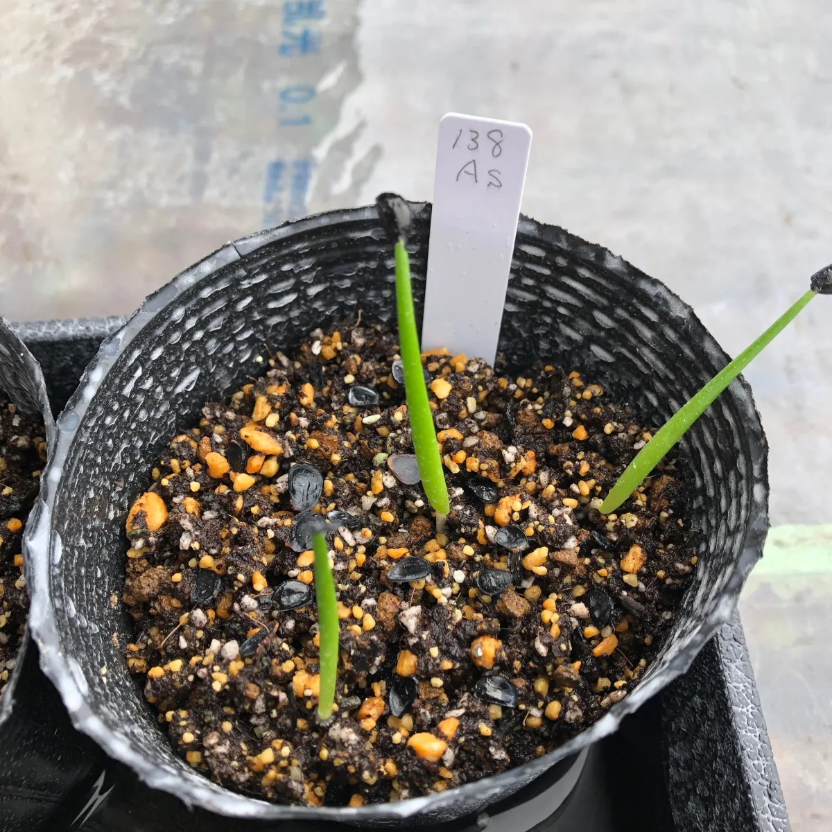 Agave shawii subsp. shawii (アガベ シャウィ)