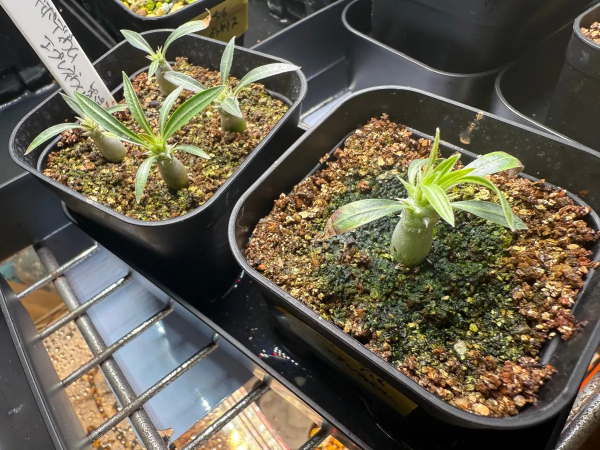 Pachypodium rosulatum var. eburneum (パキポディウム エブレネウム)