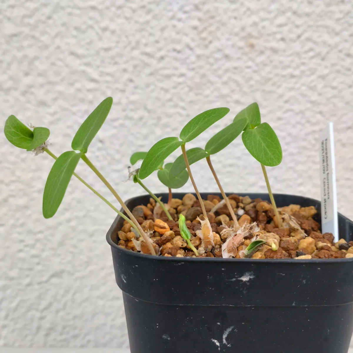 Fouquieria formosa (フォークイエリア フォルモサ)