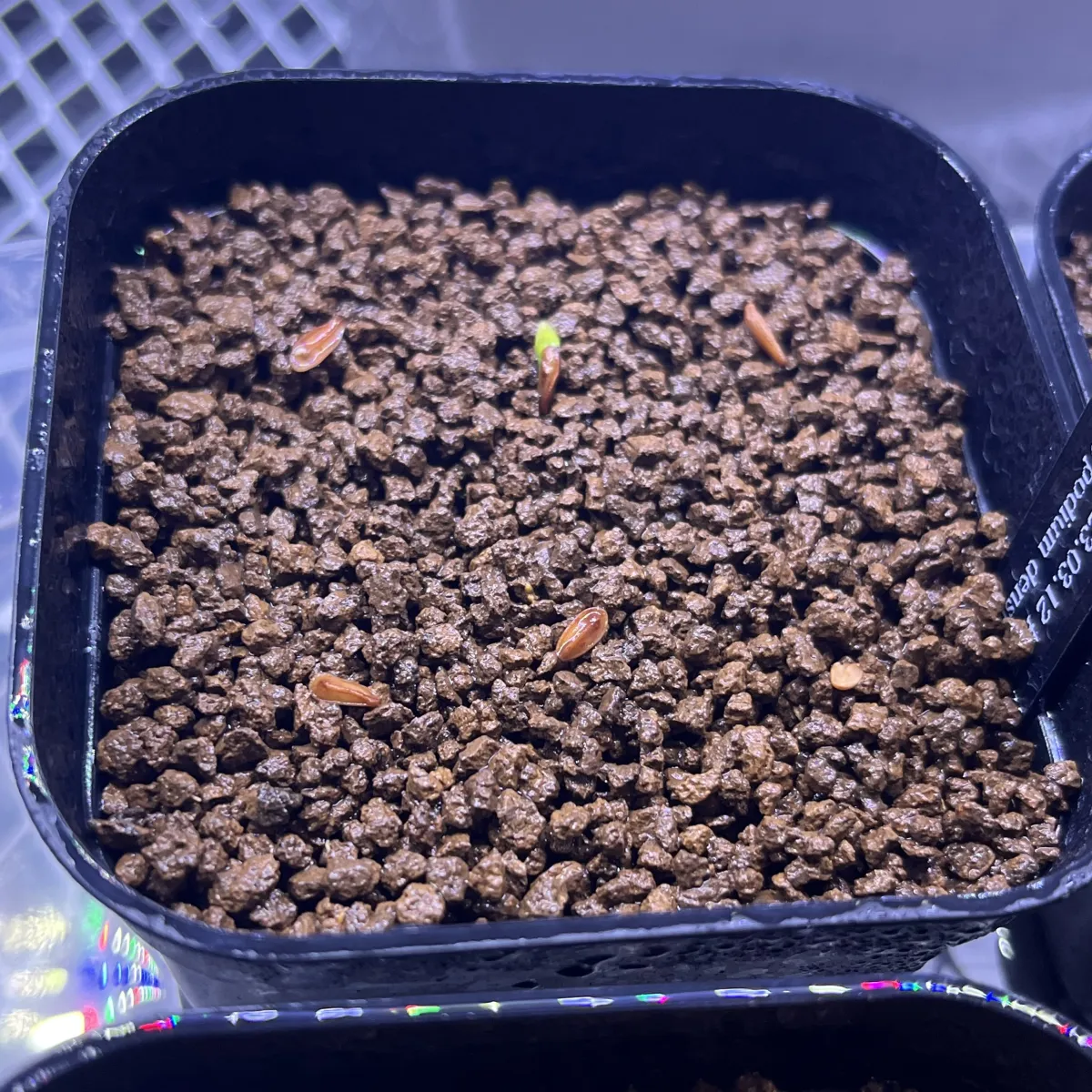 Pachypodium densiflorum var. densiflorum (パキポディウム デンシフローラム)