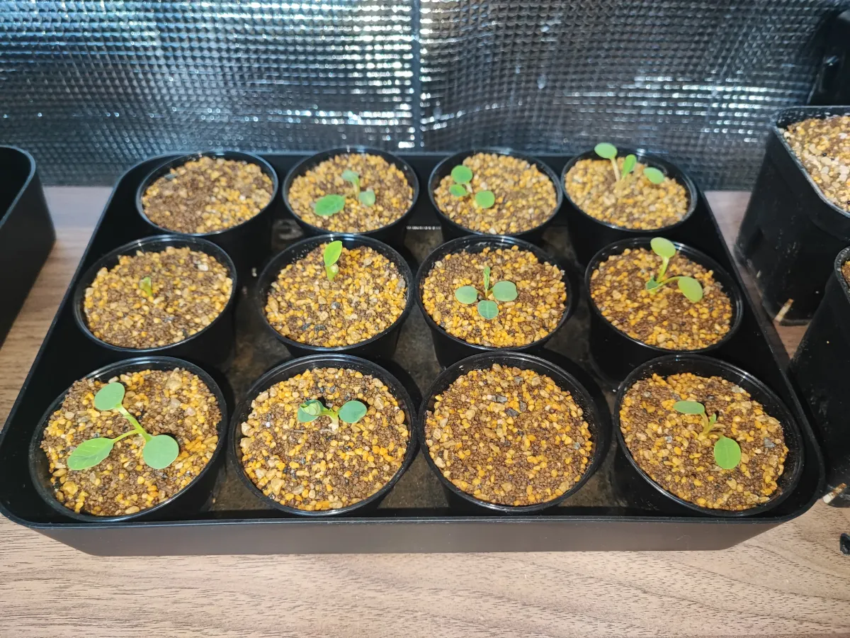 Euphorbia guillauminiana (ユーフォルビア ギラウミニアナ)