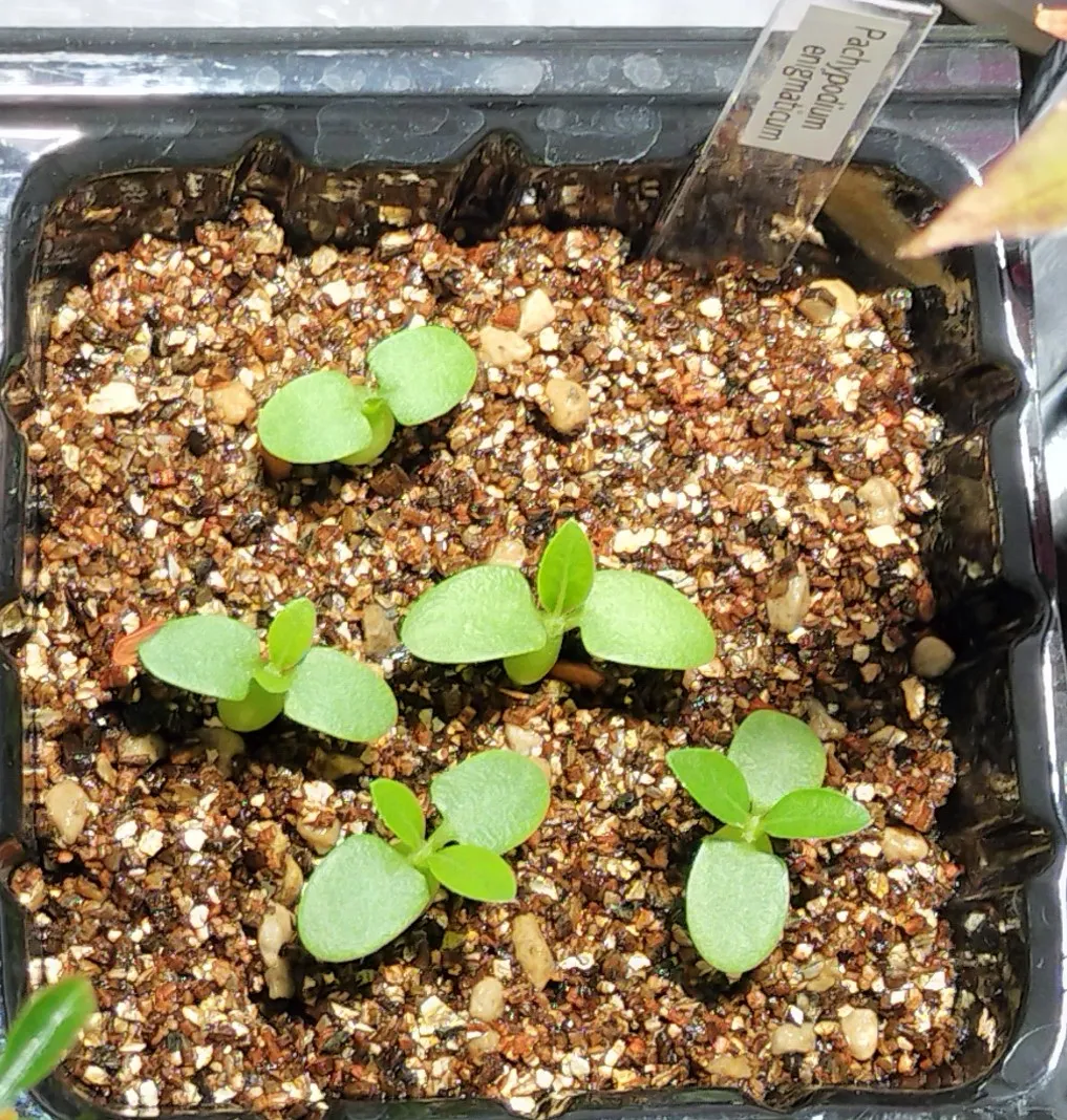 Pachypodium enigmaticum (パキポディウム エニグマチカム)