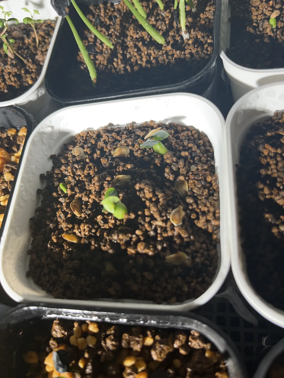 Fockea edulis (フォッケア 火星人)