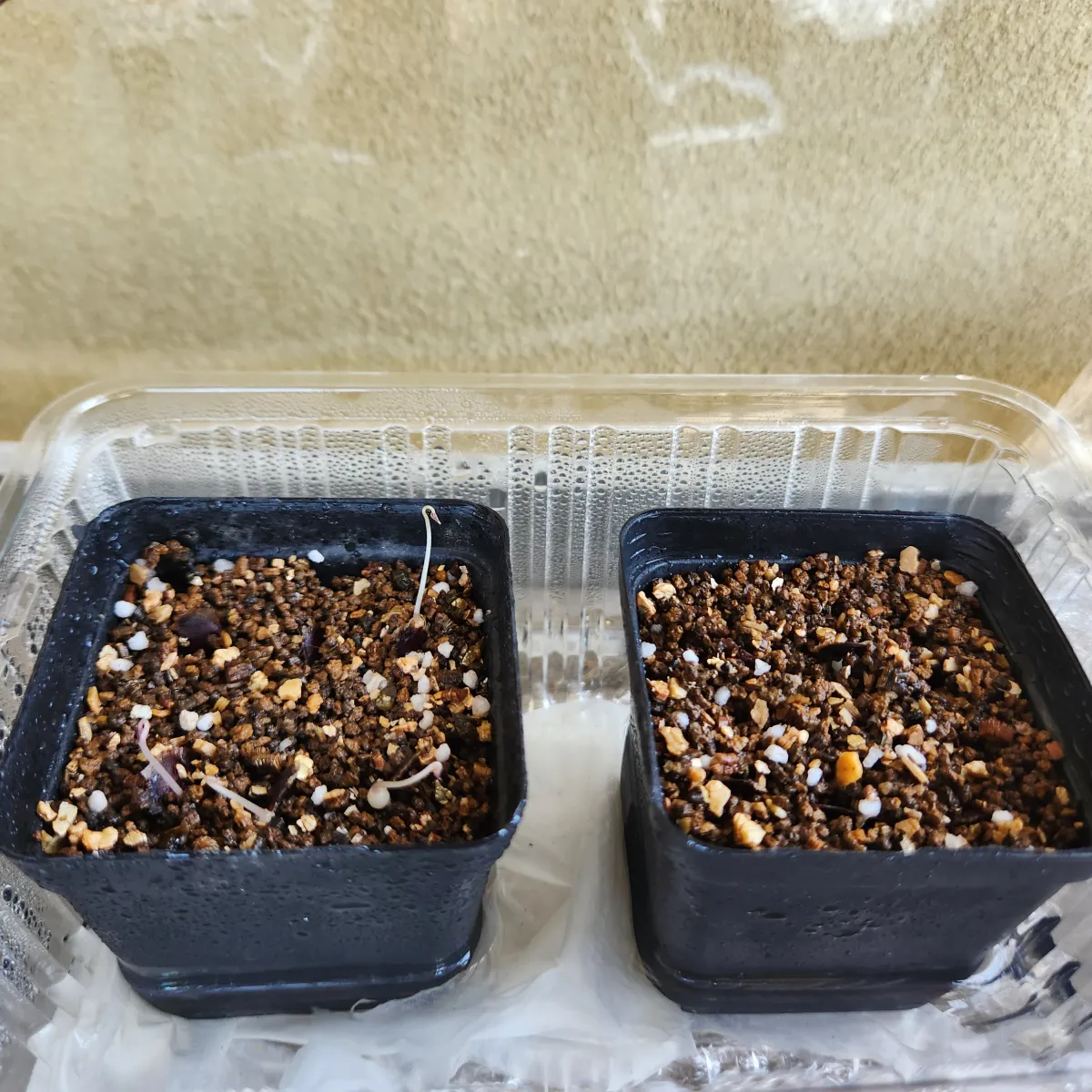 Dioscorea elephantipes (ディオスコレア エレファンティペス アフリカ亀甲竜)