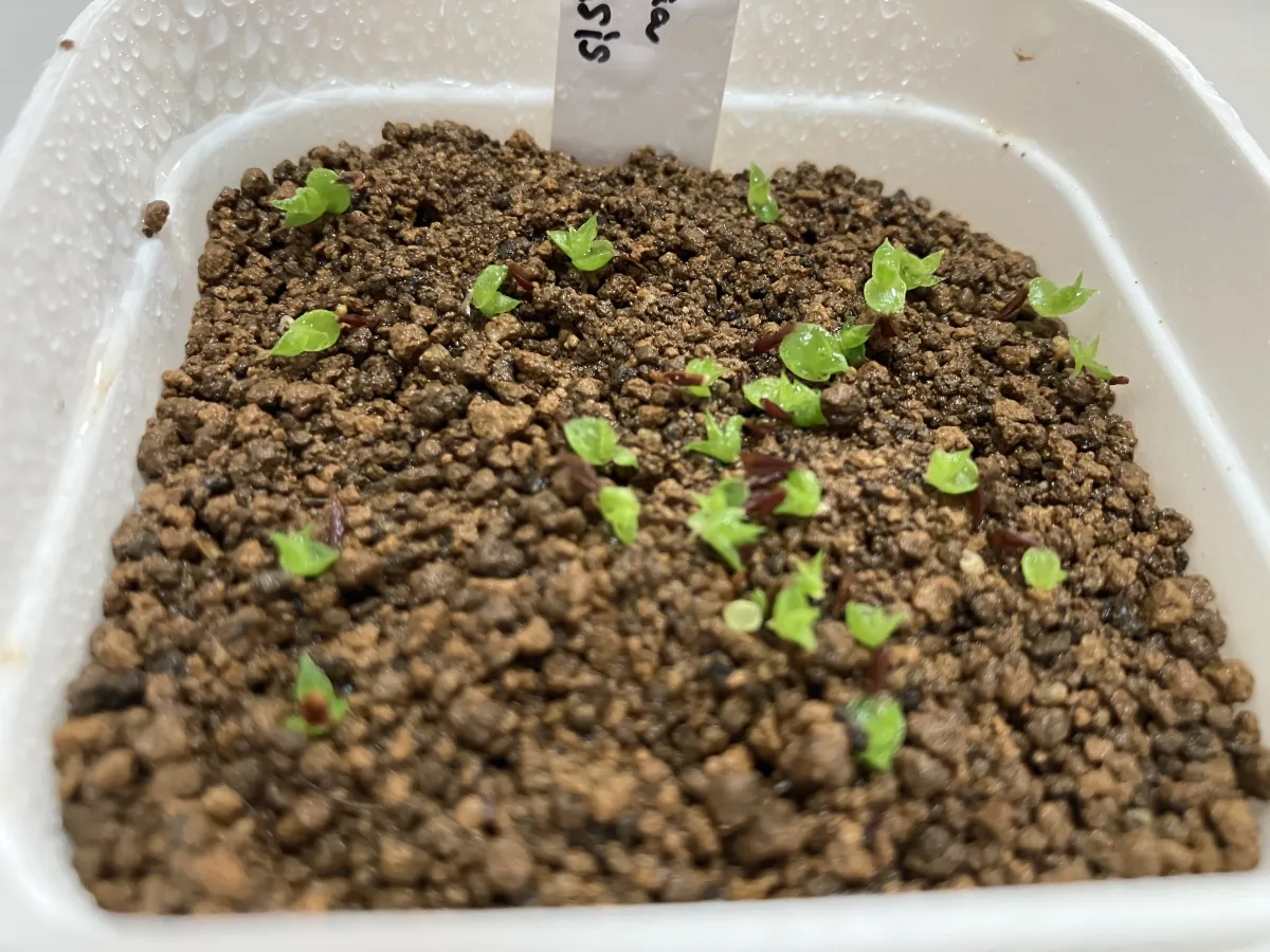 Hechtia texensis (ヘクチア テクセンシス)