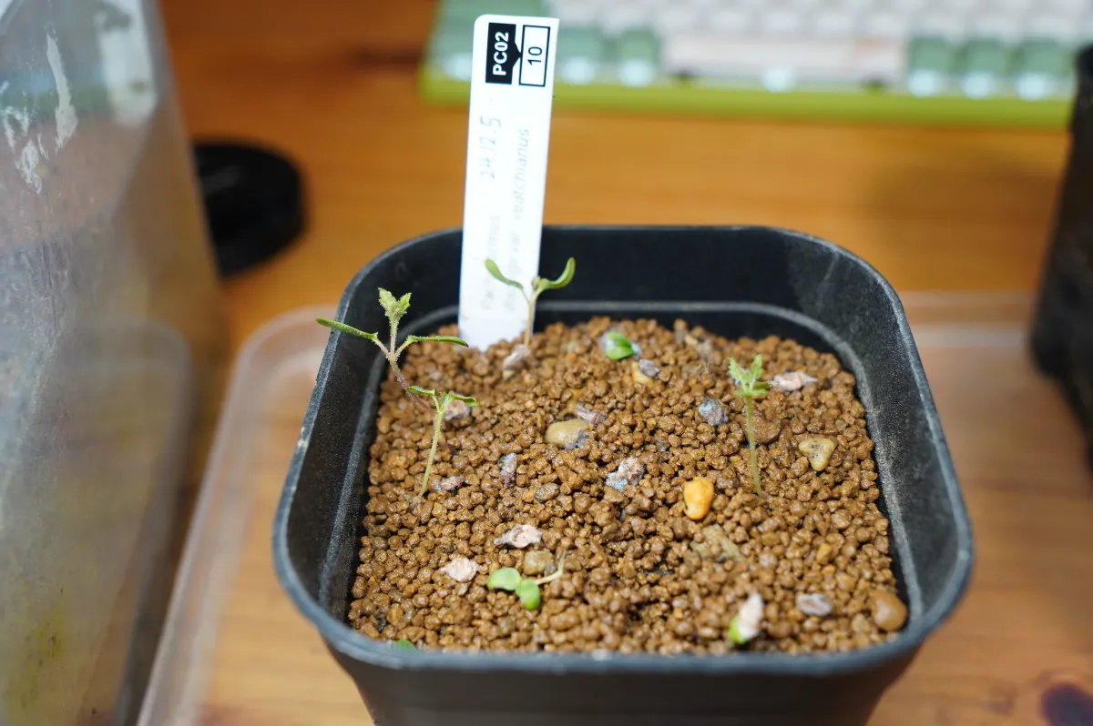 Pachycormus discolor var. veatchianus (パキコルムス ディスカラー ビーチアナス)